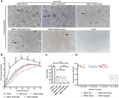 Development of a live attenuated vaccine candidate for equid alphaherpesvirus 1 control: a step towards efficient protection